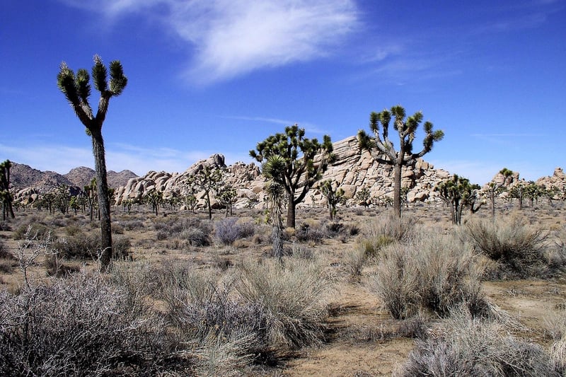 Joshua Tree Stargazing
